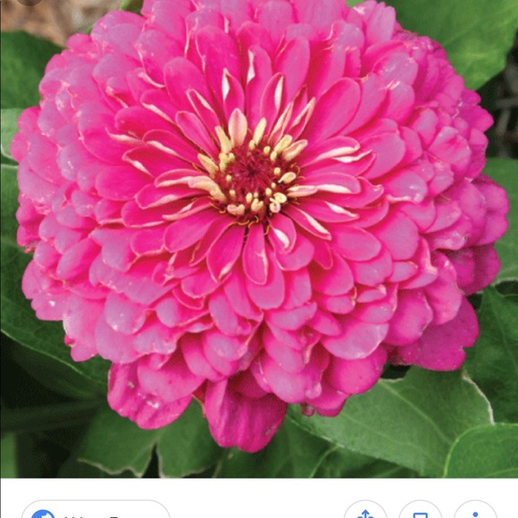 pinkzinnia78